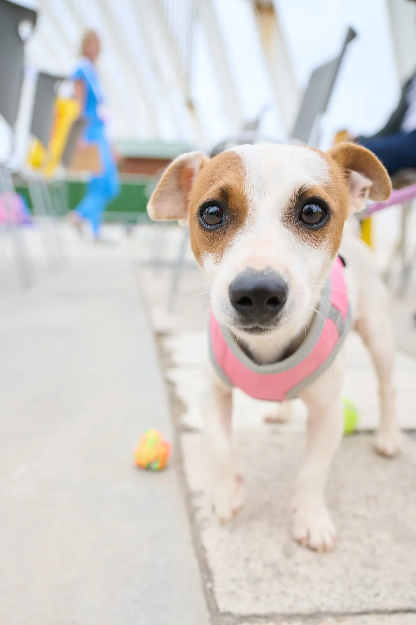 Wellness for Pets
